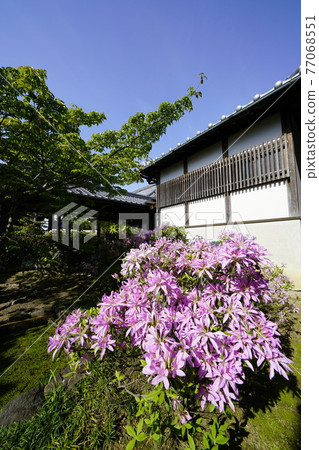 Spring of old temples where azaleas bloom Spring of old temples where azaleas bloom 77068551