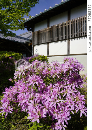 杜鵑花盛開的古廟之春 77068552