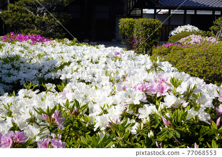 杜鵑花盛開的古廟之春 77068553