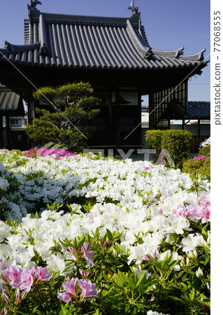 Spring of old temples where azaleas bloom Spring of old temples where azaleas bloom 77068555