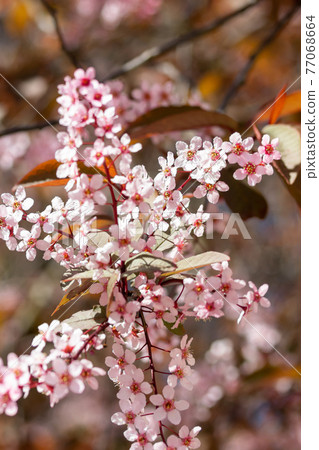 Flowers of bird cherry in park at spring. 77068664
