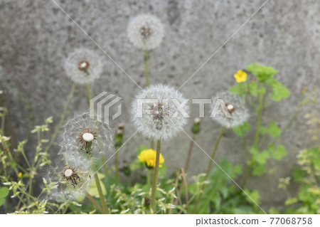 Dandelion fluff Dandelion fluff 77068758