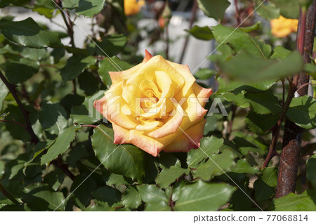 Rose of yellow 77068814