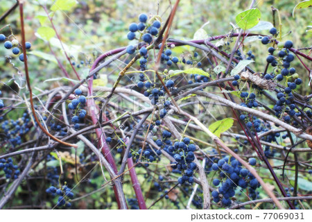 Wild Grape Vine Wild Grape Vine 77069031
