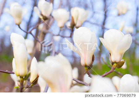 magnolia bloosom tree flowers spring magnolia bloosom tree flowers spring 77069079