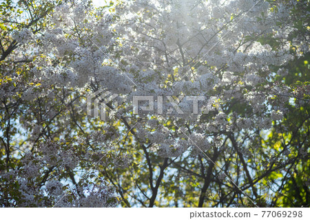 Mountain cherry blossoms Mountain cherry blossoms 77069298