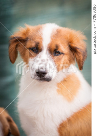 Dog with sad eyes in shelter for adoption Dog with sad eyes in shelter for adoption 77069380