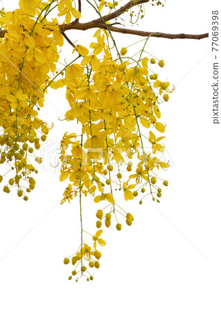 Cassia Fistula Flower Isolated On White Background. Cassia Fistula Flower Isolated On White Background. 77069398