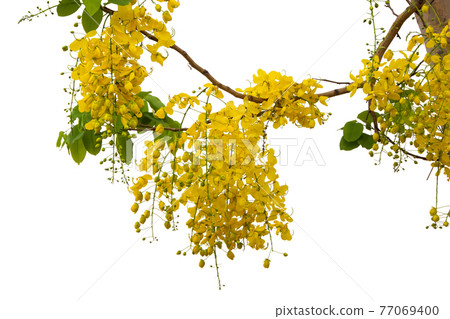 Cassia Fistula Flower Isolated On White Background. Cassia Fistula Flower Isolated On White Background. 77069400