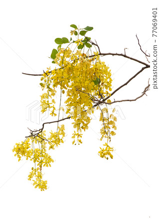 Cassia Fistula Flower Isolated On White Background. Cassia Fistula Flower Isolated On White Background. 77069401