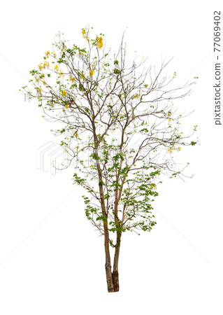 Cassia Fistula Flower Tree Isolated On White Background. Cassia Fistula Flower Tree Isolated On White Background. 77069402