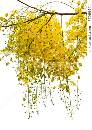 Cassia Fistula Flower Isolated On White Background. Cassia Fistula Flower Isolated On White Background. 77069404
