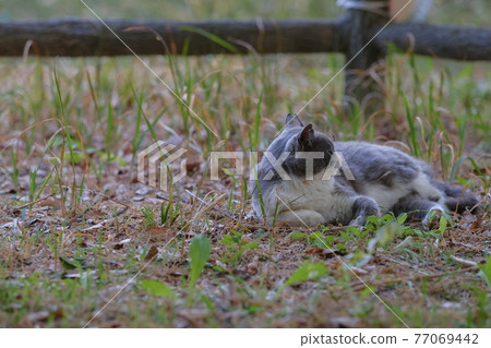 [Cat] A stray cat sitting in the grass in the park, April 77069442