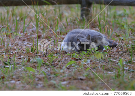 [貓]在公園草地上休息的流浪貓·四月 77069563