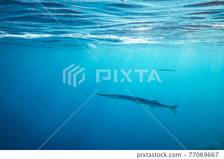 Lonely needlefish hunting on a coral reef Lonely needlefish hunting on a coral reef 77069667