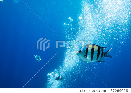 Sergeant Major Fish on a coral reef 77069668
