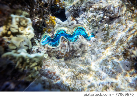 Fluted giant clam in the tropical coral reef 77069670