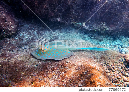Blue spotted Stingray on sand bootom in the Red Sea Blue spotted Stingray on sand bootom in the Red Sea 77069672