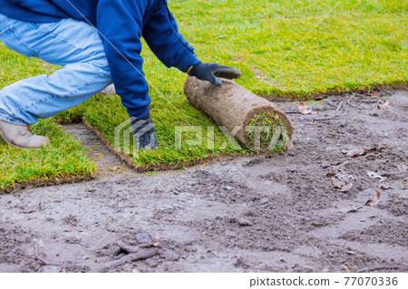 Man laying grass turf rolls for new garden lawn 77070336