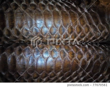 Close up of black snake texture. Dark reptile skin background Close up of black snake texture. Dark reptile skin background 77070561