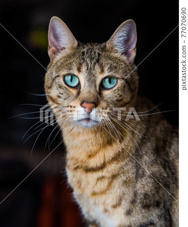Portrait of a bengal cat with amazing green eyes, close up 77070690