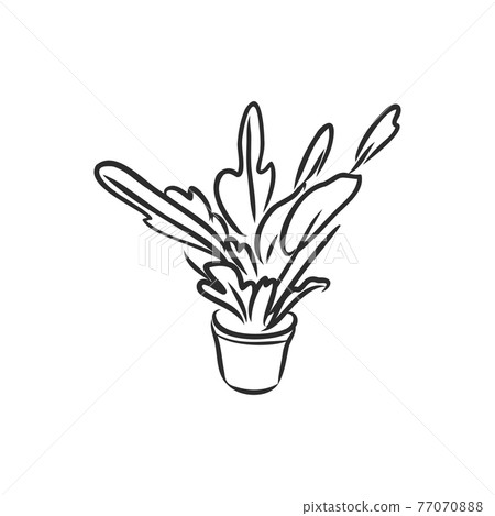 Pot plants set, vector illustration flowers in pots drawn black line on a white background, hand-drawn design elements. 77070888