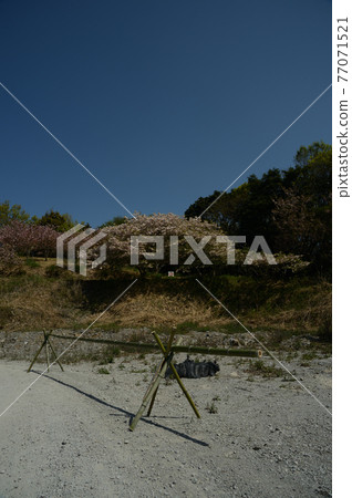 Button Sakura no Sato Button Sakura in full bloom 77071521