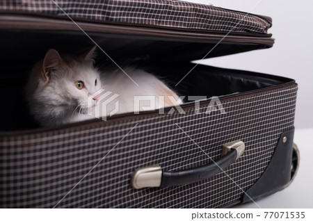 A white cat looks out of a checkered suitcase A white cat looks out of a checkered suitcase 77071535