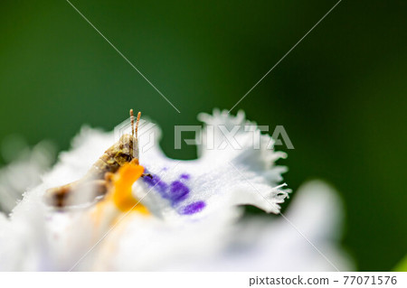 Up of the flower part of the butterfly flower on which the grasshopper is on 77071576