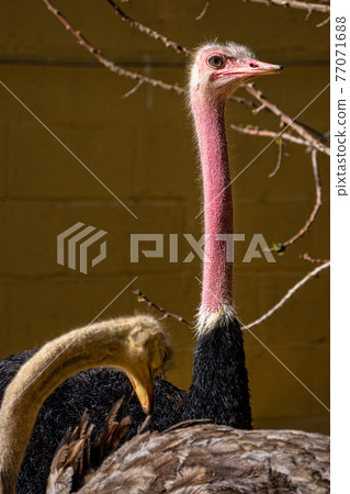 Red-necked ostrich,Struthio camelus in Jerez de la Frontera, Andalusia, Spain 77071688