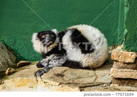 Black and white ruffed lemur in Jerez de la Frontera, Andalusia, Spain Black and white ruffed lemur in Jerez de la Frontera, Andalusia, Spain 77071694