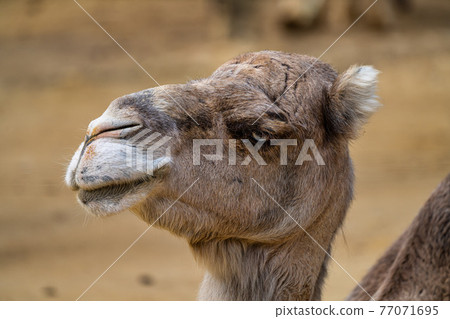 Dromedary, Camelus dromedarius in Jerez de la Frontera, Andalusia, Spain 77071695