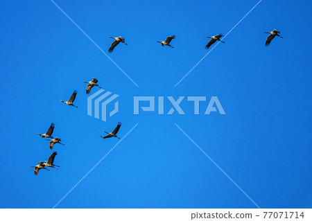 Common crane, Grus grus in Monfrague National Park. Extremadura, Spain Common crane, Grus grus in Monfrague National Park. Extremadura, Spain 77071714