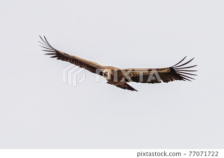 Griffon vulture, Gyps fulvus in Monfrague National Park. Extremadura, Spain 77071722