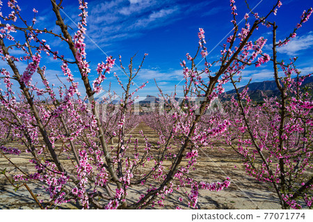 Peach blossom in Cieza, Soto de la Zarzuela in the Murcia region in Spain Peach blossom in Cieza, Soto de la Zarzuela in the Murcia region in Spain 77071774
