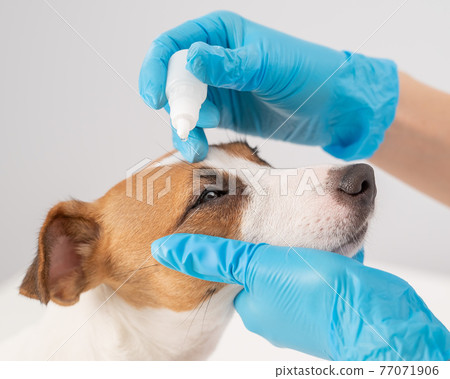 Female veterinarian dripping eye drops to jack russell terrier dog on white background. Female veterinarian dripping eye drops to jack russell terrier dog on white background. 77071906