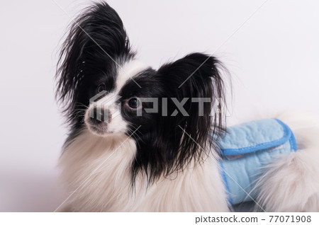 Portrait of a cute dog Continental Spaniel in a males hygiene belt. Papillon is wearing a diaper against territory markings and urinary incontinence Portrait of a cute dog Continental Spaniel in a males hygiene belt. Papillon is wearing a diaper against territory markings and urinary incontinence 77071908