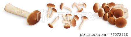 honey fungus mushrooms isolated on white background with clipping path and full depth of field. Set or collection 77072318