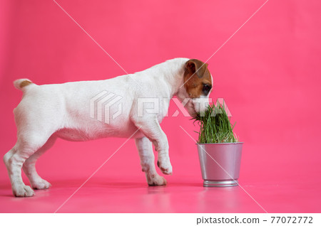 Jack Russell Terrier eats fresh grass from a steel pot. Cute little white puppy with red spots sniffs a houseplant on a pink background. 77072772