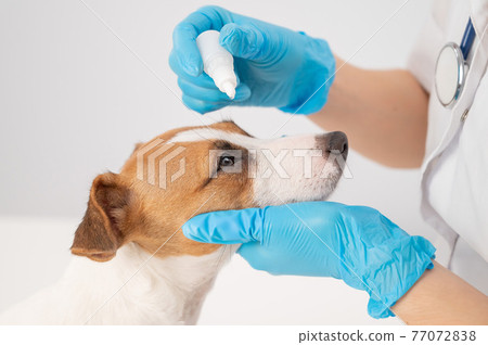 Female veterinarian dripping eye drops to jack russell terrier dog on white background. 77072838