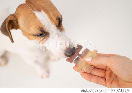 A loyal dog holds a piece of the puzzle, and the owner holds the second. Jack russell terrier and a woman form a single whole. 77073179