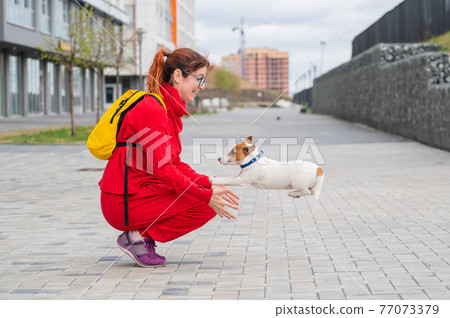Clever puppy Jack Russell Terrier plays with the owner on the street. A purebred shorthair dog jumps into the arms of a European woman in a red tracksuit. In move. 77073379