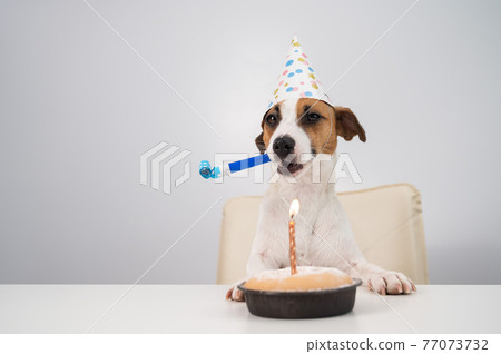 Funny dog Jack Russell Terrier dressed in a birthday cap holding a whistle on a white background. The puppy sits at the table in front of the Candle Pie 77073732