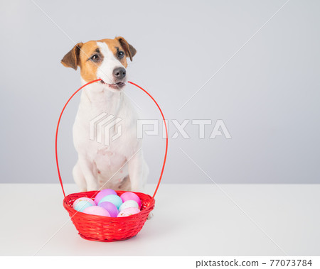 Jack russell terrier dog holding a red basket with colorful eggs for easter on a white background Jack russell terrier dog holding a red basket with colorful eggs for easter on a white background 77073784