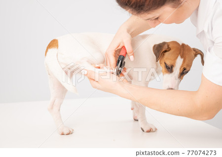 The veterinarian cuts the dog jack russell terrier's claws on a white background. 77074273