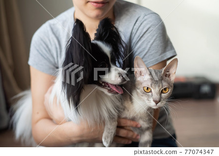 A woman holds in her hands a brush sphinx cat and a papillon dog 77074347