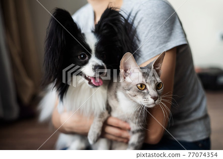 A woman holds in her hands a brush sphinx cat and a papillon dog A woman holds in her hands a brush sphinx cat and a papillon dog 77074354