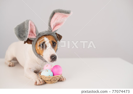 Funny dog Jack Russell Terrier in a bunny costume with a basket of painted eggs on a white background. Catholic Easter symbol 77074473