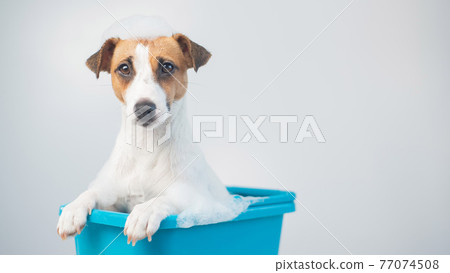 Funny friendly dog jack russell terrier takes a bath with foam on a white background 77074508