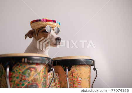 A funny dog in a sombrero and sunglasses plays the mini bongo drums. Jack Russell Terrier in a straw hat next to a traditional ethnic percussion instrument A funny dog in a sombrero and sunglasses plays the mini bongo drums. Jack Russell Terrier in a straw hat next to a traditional ethnic percussion instrument 77074556